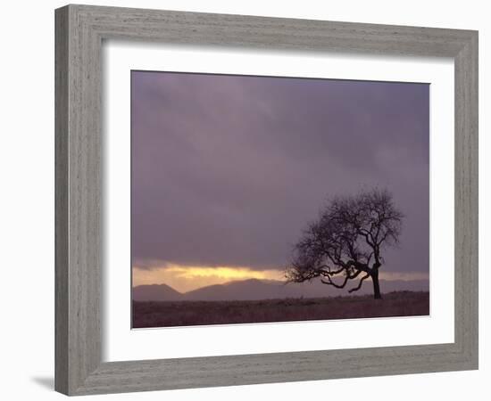 Field-PhotoINC-Framed Photographic Print