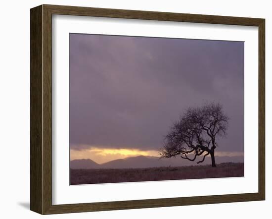 Field-PhotoINC-Framed Photographic Print