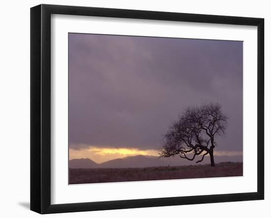 Field-PhotoINC-Framed Photographic Print