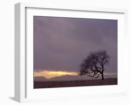 Field-PhotoINC-Framed Photographic Print