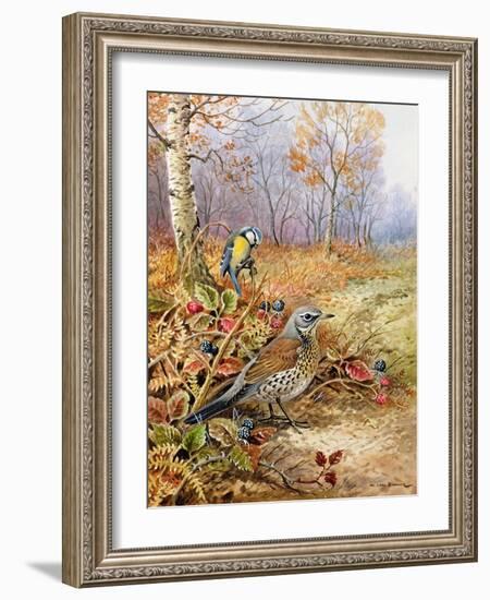 Fieldfare and Blue Tit-Carl Donner-Framed Giclee Print