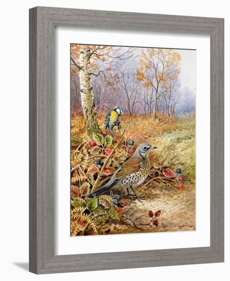 Fieldfare and Blue Tit-Carl Donner-Framed Giclee Print