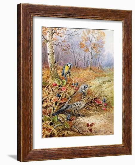 Fieldfare and Blue Tit-Carl Donner-Framed Giclee Print