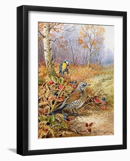 Fieldfare and Blue Tit-Carl Donner-Framed Giclee Print