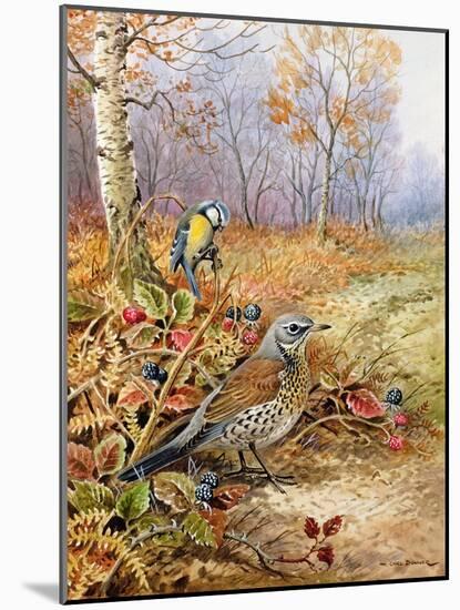 Fieldfare and Blue Tit-Carl Donner-Mounted Giclee Print