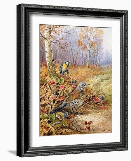 Fieldfare and Blue Tit-Carl Donner-Framed Giclee Print