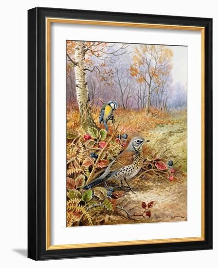 Fieldfare and Blue Tit-Carl Donner-Framed Giclee Print