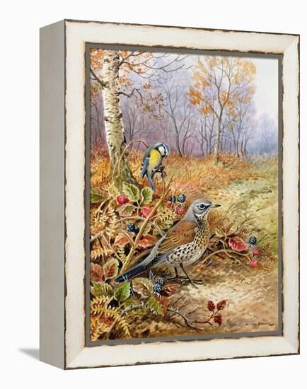 Fieldfare and Blue Tit-Carl Donner-Framed Premier Image Canvas