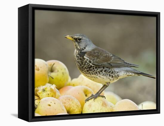 Fieldfare Feeding on Fallen Apples in Orchard, West Sussex, UK, January-Andy Sands-Framed Premier Image Canvas