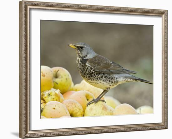 Fieldfare Feeding on Fallen Apples in Orchard, West Sussex, UK, January-Andy Sands-Framed Photographic Print