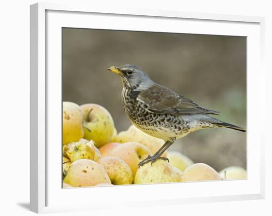 Fieldfare Feeding on Fallen Apples in Orchard, West Sussex, UK, January-Andy Sands-Framed Photographic Print