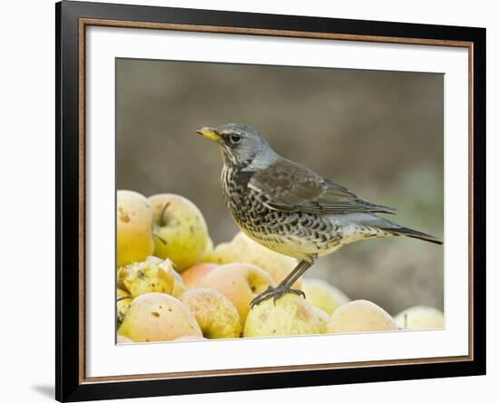 Fieldfare Feeding on Fallen Apples in Orchard, West Sussex, UK, January-Andy Sands-Framed Photographic Print