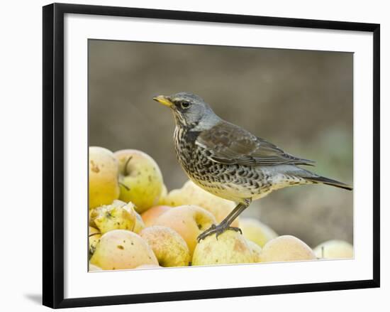 Fieldfare Feeding on Fallen Apples in Orchard, West Sussex, UK, January-Andy Sands-Framed Photographic Print