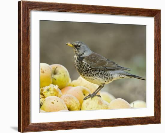 Fieldfare Feeding on Fallen Apples in Orchard, West Sussex, UK, January-Andy Sands-Framed Photographic Print