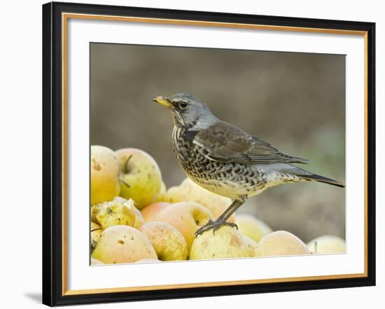 Fieldfare Feeding on Fallen Apples in Orchard, West Sussex, UK, January-Andy Sands-Framed Photographic Print