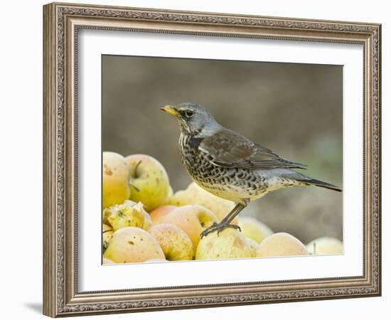 Fieldfare Feeding on Fallen Apples in Orchard, West Sussex, UK, January-Andy Sands-Framed Photographic Print