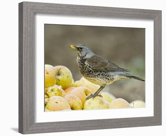 Fieldfare Feeding on Fallen Apples in Orchard, West Sussex, UK, January-Andy Sands-Framed Photographic Print
