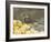 Fieldfare Feeding on Fallen Apples in Orchard, West Sussex, UK, January-Andy Sands-Framed Photographic Print