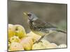 Fieldfare Feeding on Fallen Apples in Orchard, West Sussex, UK, January-Andy Sands-Mounted Photographic Print