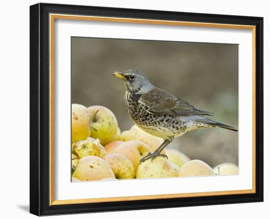 Fieldfare Feeding on Fallen Apples in Orchard, West Sussex, UK, January-Andy Sands-Framed Photographic Print