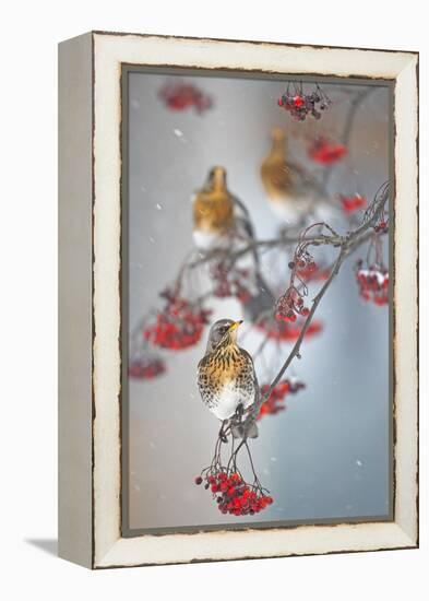 Fieldfare (Turdus Pilaris) on Fruit Tree in Snow Helsinki, Finland-Markus Varesvuo-Framed Premier Image Canvas