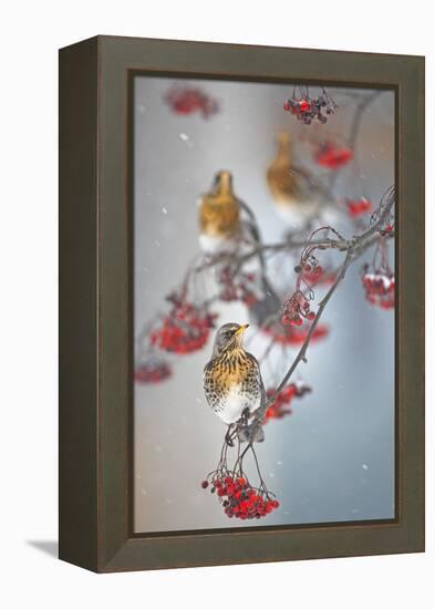 Fieldfare (Turdus Pilaris) on Fruit Tree in Snow Helsinki, Finland-Markus Varesvuo-Framed Premier Image Canvas