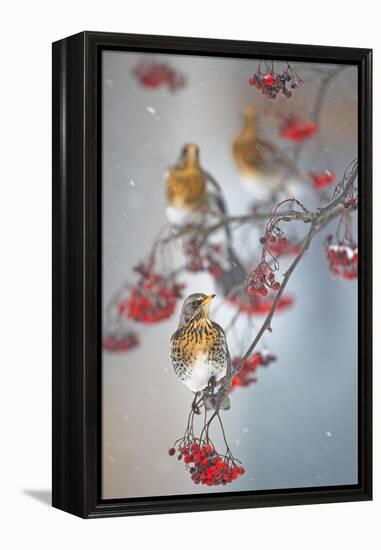 Fieldfare (Turdus Pilaris) on Fruit Tree in Snow Helsinki, Finland-Markus Varesvuo-Framed Premier Image Canvas