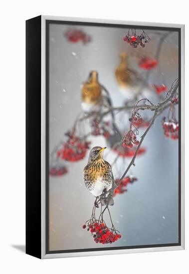 Fieldfare (Turdus Pilaris) on Fruit Tree in Snow Helsinki, Finland-Markus Varesvuo-Framed Premier Image Canvas