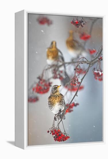 Fieldfare (Turdus Pilaris) on Fruit Tree in Snow Helsinki, Finland-Markus Varesvuo-Framed Premier Image Canvas