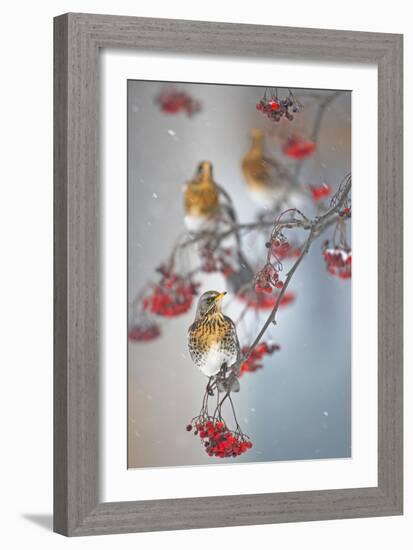 Fieldfare (Turdus Pilaris) on Fruit Tree in Snow Helsinki, Finland-Markus Varesvuo-Framed Photographic Print