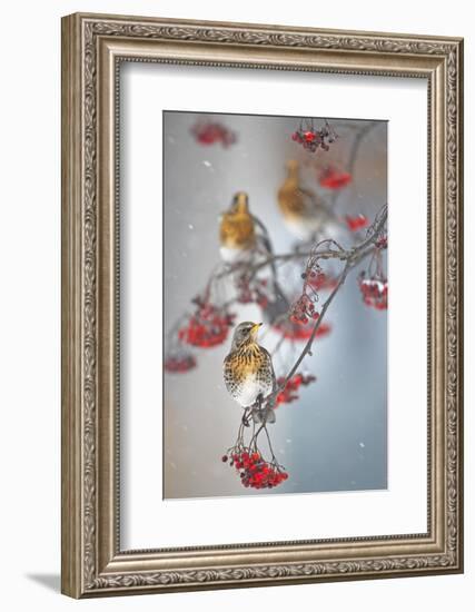 Fieldfare (Turdus Pilaris) on Fruit Tree in Snow Helsinki, Finland-Markus Varesvuo-Framed Photographic Print