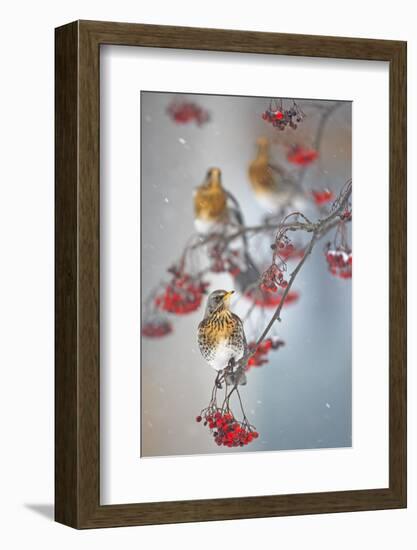 Fieldfare (Turdus Pilaris) on Fruit Tree in Snow Helsinki, Finland-Markus Varesvuo-Framed Photographic Print