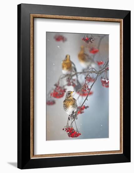 Fieldfare (Turdus Pilaris) on Fruit Tree in Snow Helsinki, Finland-Markus Varesvuo-Framed Photographic Print