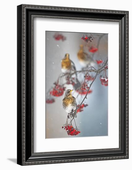 Fieldfare (Turdus Pilaris) on Fruit Tree in Snow Helsinki, Finland-Markus Varesvuo-Framed Photographic Print