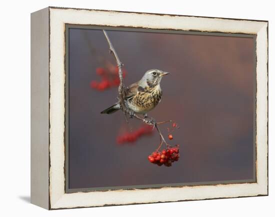 Fieldfare (Turdus Pilaris) Perched on Branch of a Rowan Tree (Sorbus Aucuparia) with Berries, UK-Richard Steel-Framed Premier Image Canvas