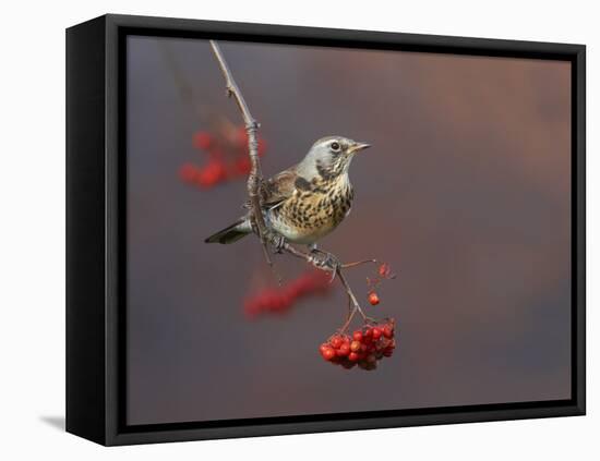 Fieldfare (Turdus Pilaris) Perched on Branch of a Rowan Tree (Sorbus Aucuparia) with Berries, UK-Richard Steel-Framed Premier Image Canvas