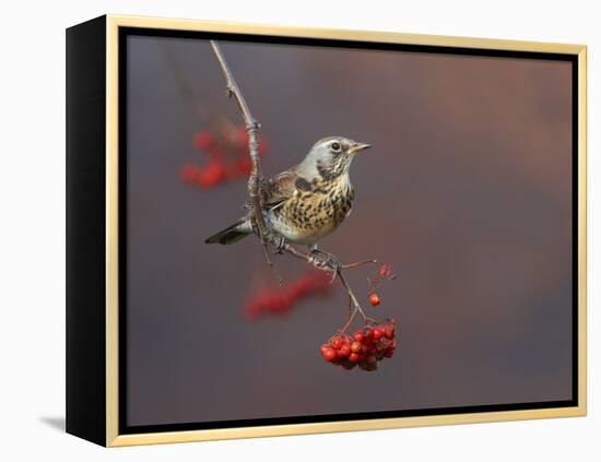 Fieldfare (Turdus Pilaris) Perched on Branch of a Rowan Tree (Sorbus Aucuparia) with Berries, UK-Richard Steel-Framed Premier Image Canvas