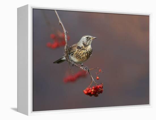 Fieldfare (Turdus Pilaris) Perched on Branch of a Rowan Tree (Sorbus Aucuparia) with Berries, UK-Richard Steel-Framed Premier Image Canvas