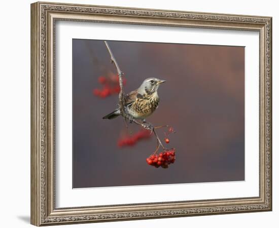 Fieldfare (Turdus Pilaris) Perched on Branch of a Rowan Tree (Sorbus Aucuparia) with Berries, UK-Richard Steel-Framed Photographic Print