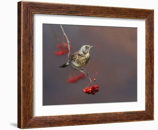 Fieldfare (Turdus Pilaris) Perched on Branch of a Rowan Tree (Sorbus Aucuparia) with Berries, UK-Richard Steel-Framed Photographic Print