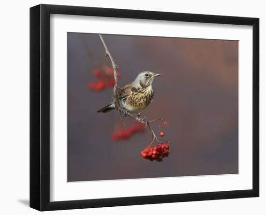 Fieldfare (Turdus Pilaris) Perched on Branch of a Rowan Tree (Sorbus Aucuparia) with Berries, UK-Richard Steel-Framed Photographic Print