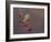 Fieldfare (Turdus Pilaris) Perched on Branch of a Rowan Tree (Sorbus Aucuparia) with Berries, UK-Richard Steel-Framed Photographic Print