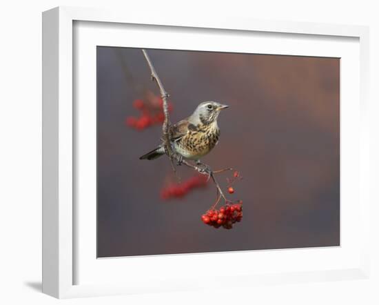 Fieldfare (Turdus Pilaris) Perched on Branch of a Rowan Tree (Sorbus Aucuparia) with Berries, UK-Richard Steel-Framed Photographic Print