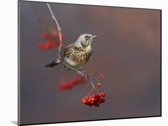 Fieldfare (Turdus Pilaris) Perched on Branch of a Rowan Tree (Sorbus Aucuparia) with Berries, UK-Richard Steel-Mounted Photographic Print