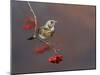 Fieldfare (Turdus Pilaris) Perched on Branch of a Rowan Tree (Sorbus Aucuparia) with Berries, UK-Richard Steel-Mounted Photographic Print