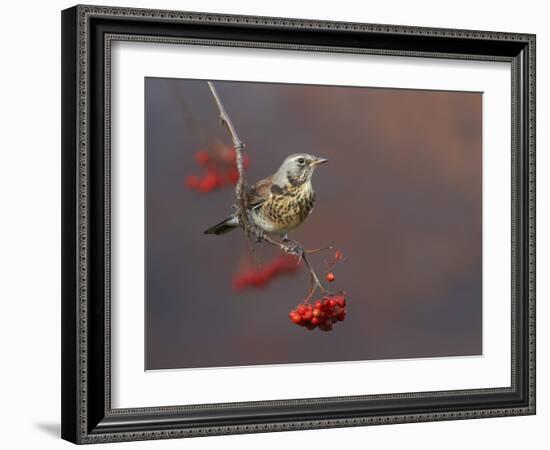 Fieldfare (Turdus Pilaris) Perched on Branch of a Rowan Tree (Sorbus Aucuparia) with Berries, UK-Richard Steel-Framed Photographic Print