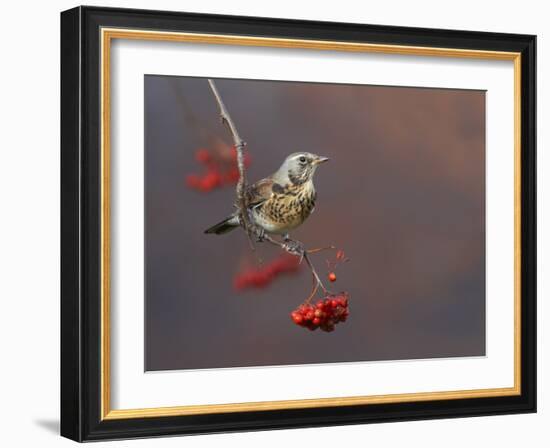 Fieldfare (Turdus Pilaris) Perched on Branch of a Rowan Tree (Sorbus Aucuparia) with Berries, UK-Richard Steel-Framed Photographic Print