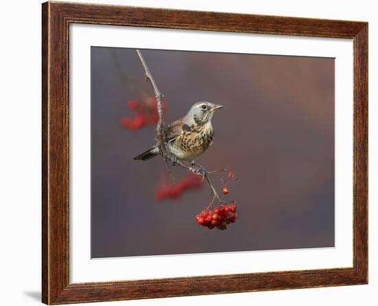 Fieldfare (Turdus Pilaris) Perched on Branch of a Rowan Tree (Sorbus Aucuparia) with Berries, UK-Richard Steel-Framed Photographic Print