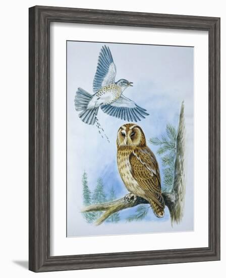 Fieldfare (Turdus Pilaris) Splashing its Droppings Against Tawny Owl (Stix Aluco) to Defend its Ter-null-Framed Premium Giclee Print