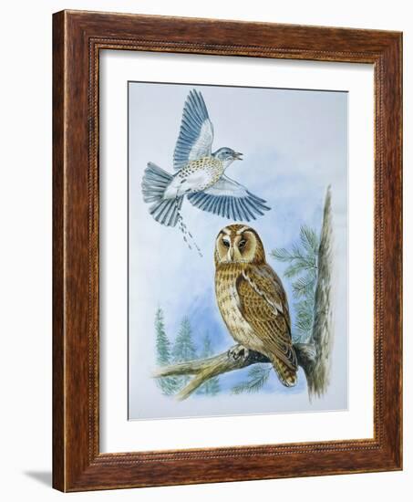 Fieldfare (Turdus Pilaris) Splashing its Droppings Against Tawny Owl (Stix Aluco) to Defend its Ter-null-Framed Premium Giclee Print